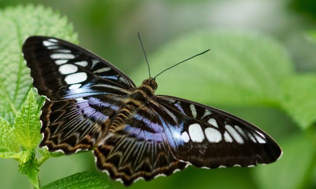 Penjaga telur <br>Common eggfly <br> <i>Hypolimnas bolina</i>