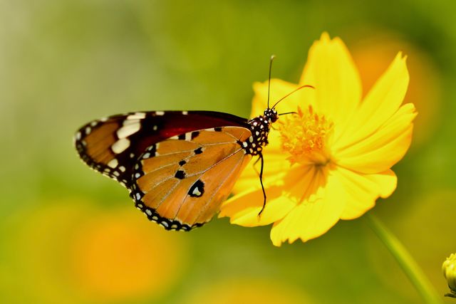 Macan biasa <br>Common tiger <br> <i>Danaus genutia</i>