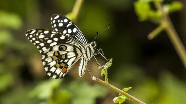 Ekor walet jeruk <br>Lime swallowtail <br> <i>Papilio demoleus</i>