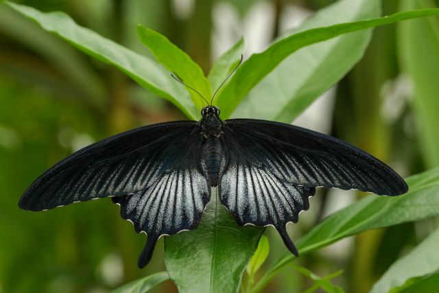 Pastur besar <br>Great mormon <br> <i>Papilio memnon</i>