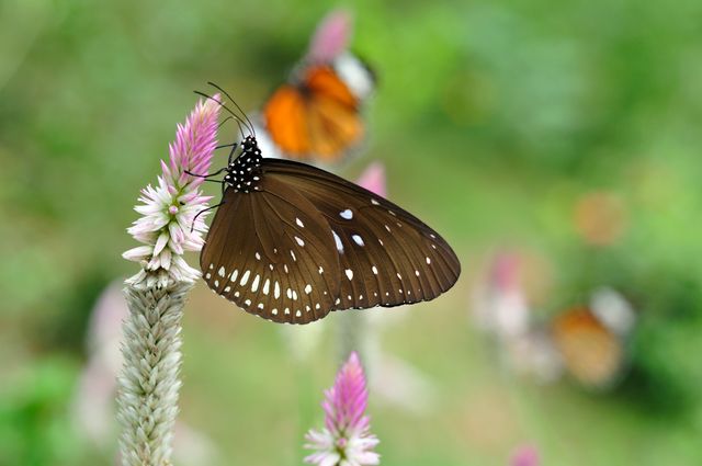 Gagak raja <br>King crow <br> <i>Euploea phaenareta</i>
