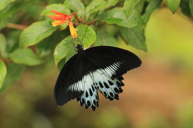 Pastur biasa <br>Common mormon <br> <i>Papilio polytes</i>