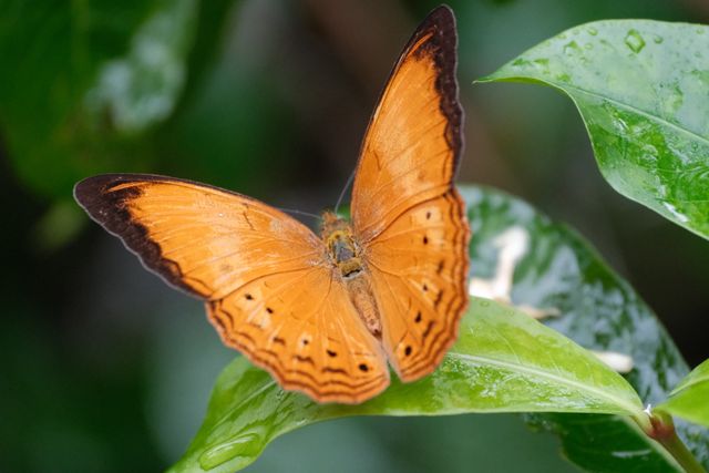 Ranggas australia <br>Australian leaf <br> <i>Doleschallia polibete</i>