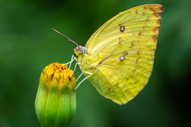 Migran burik <br>Mottled emigrant <br> <i>Catopsilia pyranthe</i>