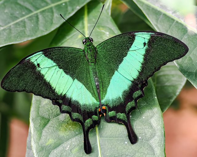 Ekor walet sunda <br>Sunda swallowtail <br> <i>Papilio peranthus</i>
