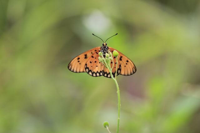 Penjaja kuning-kecoklatan <br>Tawny coster <br> <i>Acraea terpsicore</i>