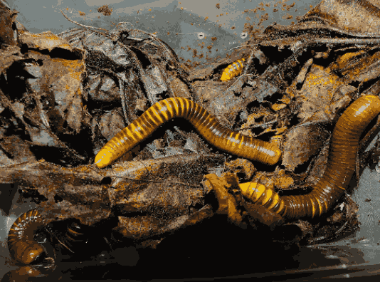 Kaki seribu <br>Millipede <br> <i>Spirostreptida sp.</i>