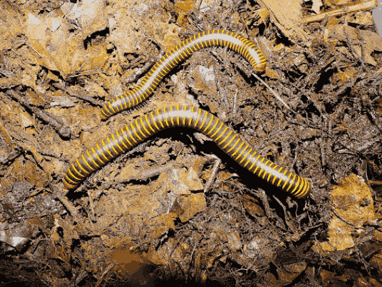 Kaki seribu <br>Millipede <br> <i>Spirostreptida sp.</i>