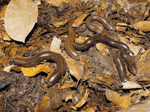 Kaki seribu <br>Millipede <br> <i>Spirostreptida sp.</i>