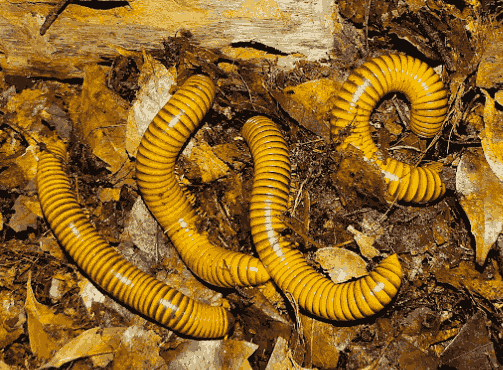 Kaki seribu <br>Millipede <br> <i>Spirostreptida sp.</i>