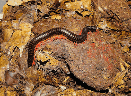 Kaki seribu <br>Millipede <br> <i>Spirostreptida sp.</i>