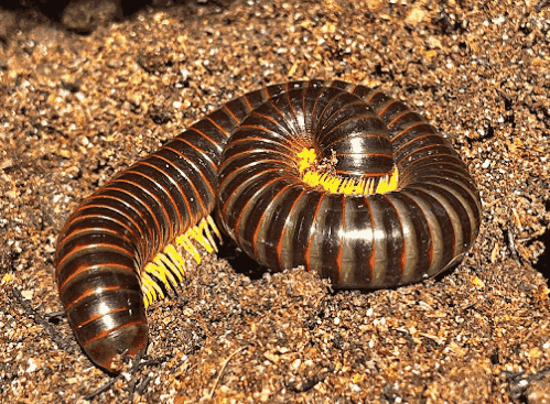 Kaki seribu <br>Millipede <br> <i>Spirostreptida sp.</i>