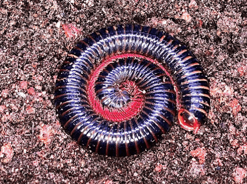 Kaki seribu <br>Millipede <br> <i>Spirostreptida sp.</i>