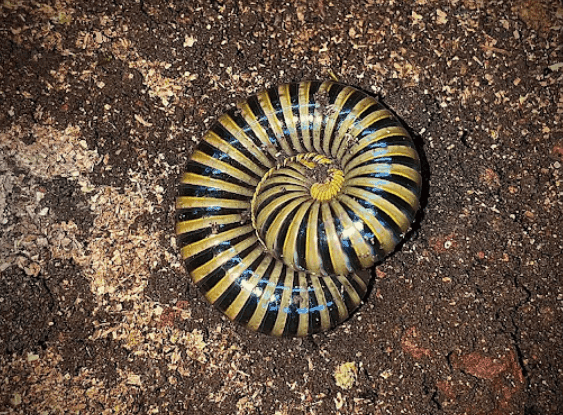 Kaki seribu <br>Millipede <br> <i>Spirostreptida sp.</i>