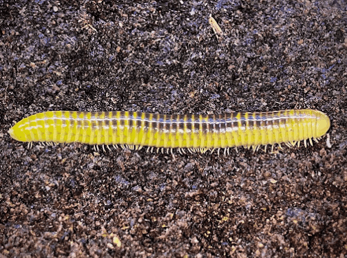Kaki seribu <br>Millipede <br> <i>Spirostreptida sp.</i>