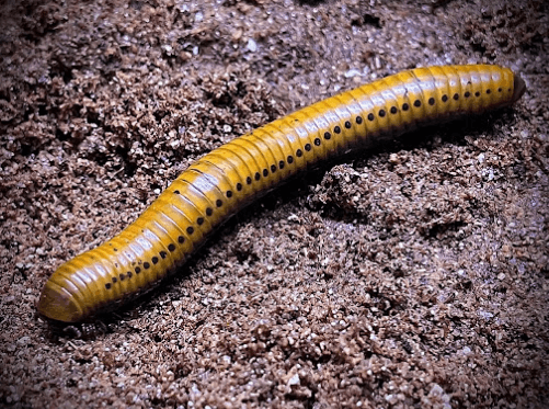 Kaki seribu <br>Millipede <br> <i>Spirostreptida sp.</i>