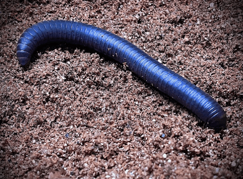 Kaki seribu <br>Millipede <br> <i>Spirostreptida sp.</i>