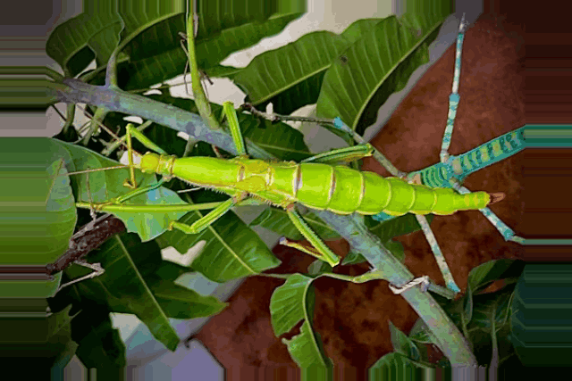 Giant lime green stick insect <br> <i>Diapherodes gigantea</i>