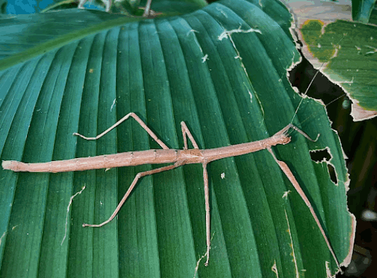 Javan stick insect <br> <i>Lopaphus longicollis</i>