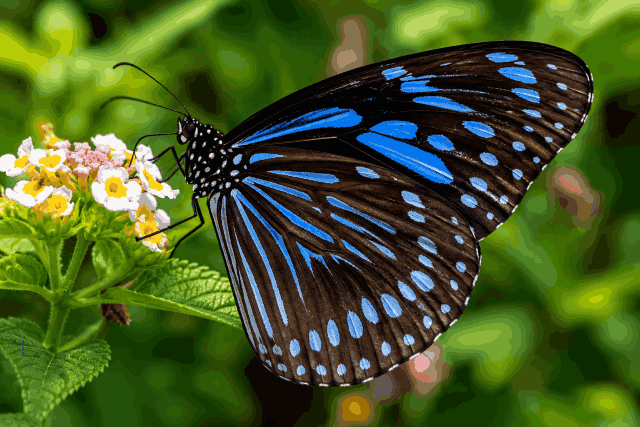 Gagak biru bergaris <br>Striped blue crow <br> <i>Euploea mulciber</i>