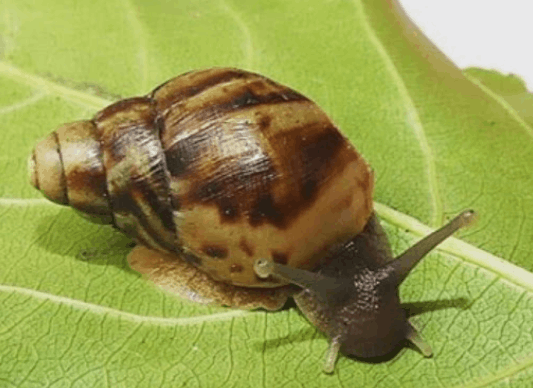 African giant snail <br> <i>Achatina fulica</i>