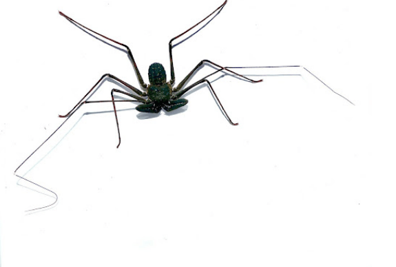 Tailless whip scorpion <br> <i>Amblypygi sp.</i>