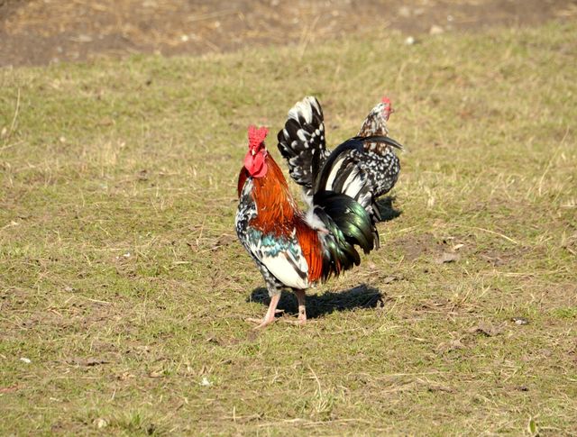 Ayam cochin <br>Bantam cochin chicken <br> <i>Gallus gallus domesticus</i>