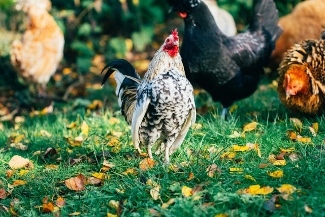 Ayam serama <br>Serama chicken <br> <i>Gallus gallus domesticus</i>