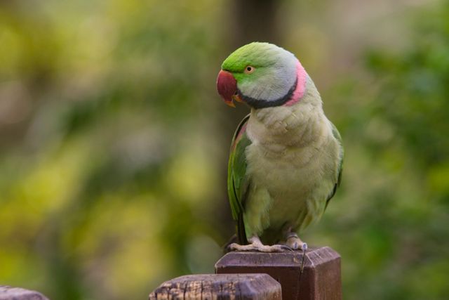 Betet biasa <br>Red-breasted parakeet <br> <i>Psittacula alexandri</i>
