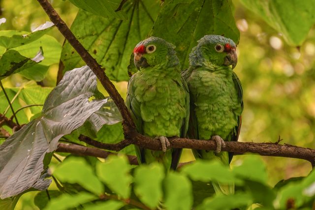 Betet kelapa punggung biru <br>Azure-rumped parrot <br> <i>Tanygnathus sumatranus</i>
