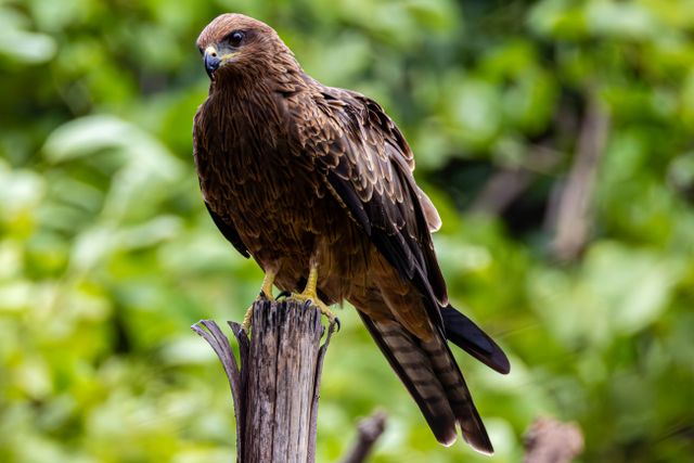 Elang paria <br>Black kite <br> <i>Milvus migrans</i>