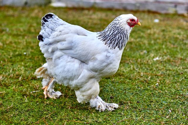 Ayam brahma <br>Brahma chicken <br> <i>Gallus gallus domesticus</i>