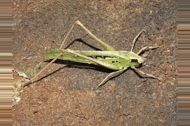 Bush cricket <br> <i>Mecopoda sp.</i>