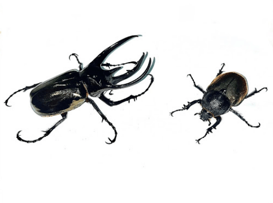 Caucasus beetle <br> <i>Chalcosoma chiron</i>