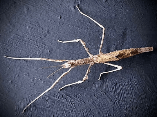 Crowned stick insect <br> <i>Onchestus rentzi</i>