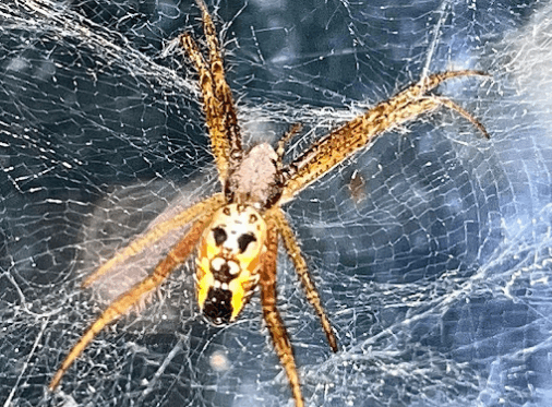 Cylindroid tentweb weaver <br> <i>Cyrtophora cylindroides</i>