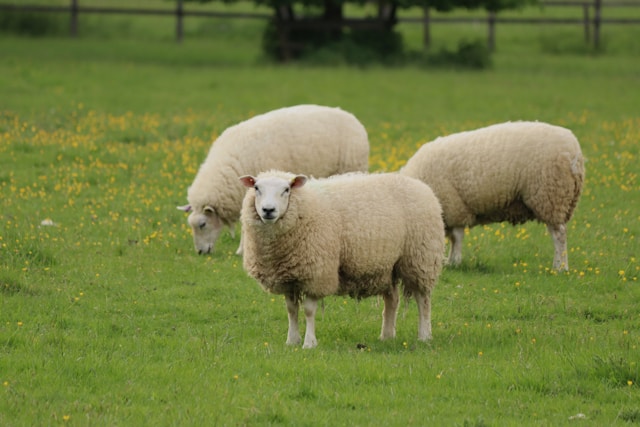 Domba merino <br>Merino sheep <br> <i>Ovis aries</i>