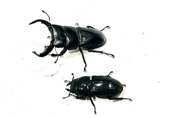 Stag beetle <br> <i>Dorcus bucephalus</i>