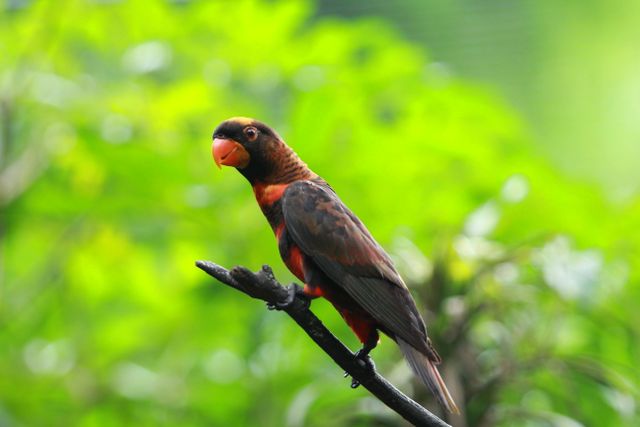 Nuri kelam <br>Dusky lory <br> <i>Pseudeos fuscata</i>