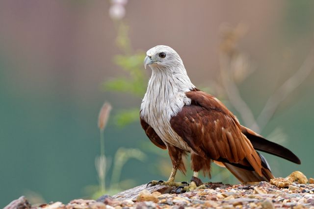 Elang bondol <br>Brahminy kite <br> <i>Haliastur indus</i>