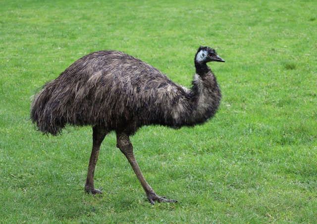 Emu<br>Common emu<br><i>Dromaius novaehollandiae</i>