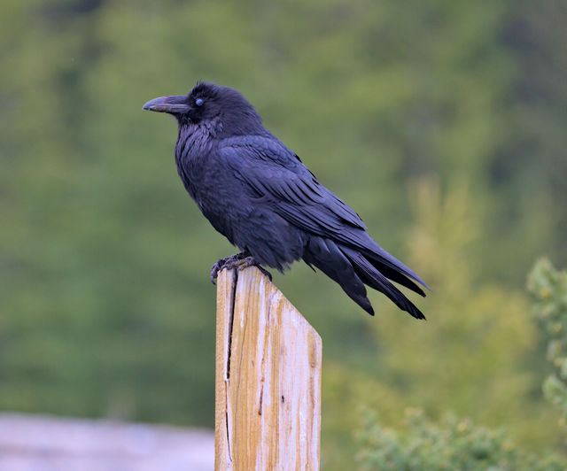 Gagak kampung <br>Large-billed crow <br> <i>Corvus macrorhynchos</i>