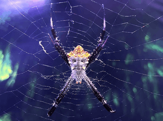 Garden orb-weaver <br> <i>Argiope modesta</i>