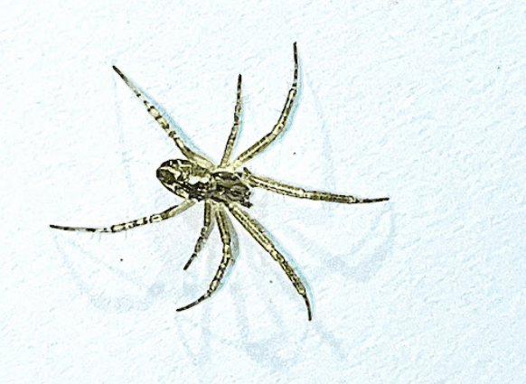 Garden tent-web spider <br> <i>Cyrtophora cicatrosa</i>