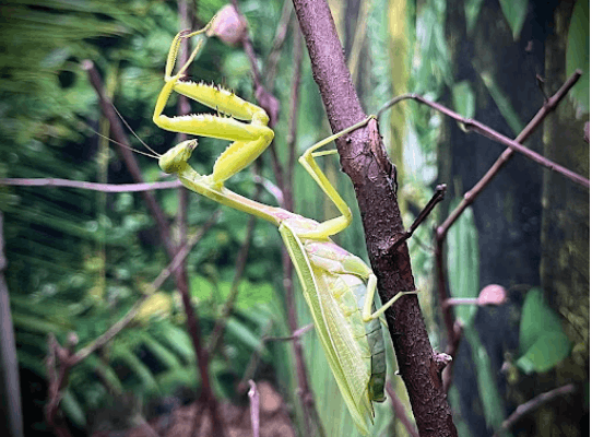 Giant asian mantis <br> <i>Hierodula patellifera</i>