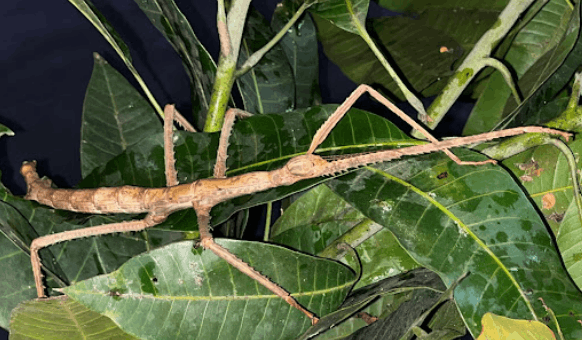 Giant stick insect <br> <i>Pharnacia sumatrana</i>