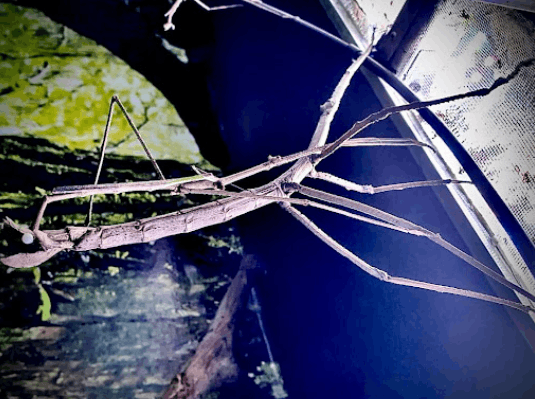 Giant stick insect <br> <i>Tirachoidea biceps</i>