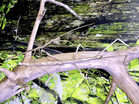 Giant zebra stick insect <br> <i>Tirachoidea biceps</i>