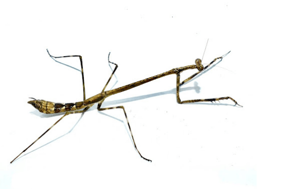 Giraffe mantis <br> <i>Euchomenella sp.</i>
