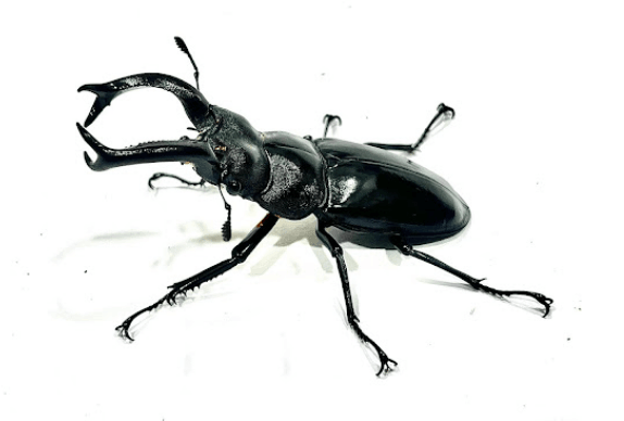 Stag beetle <br> <i>Hexarthrius buqueti</i>